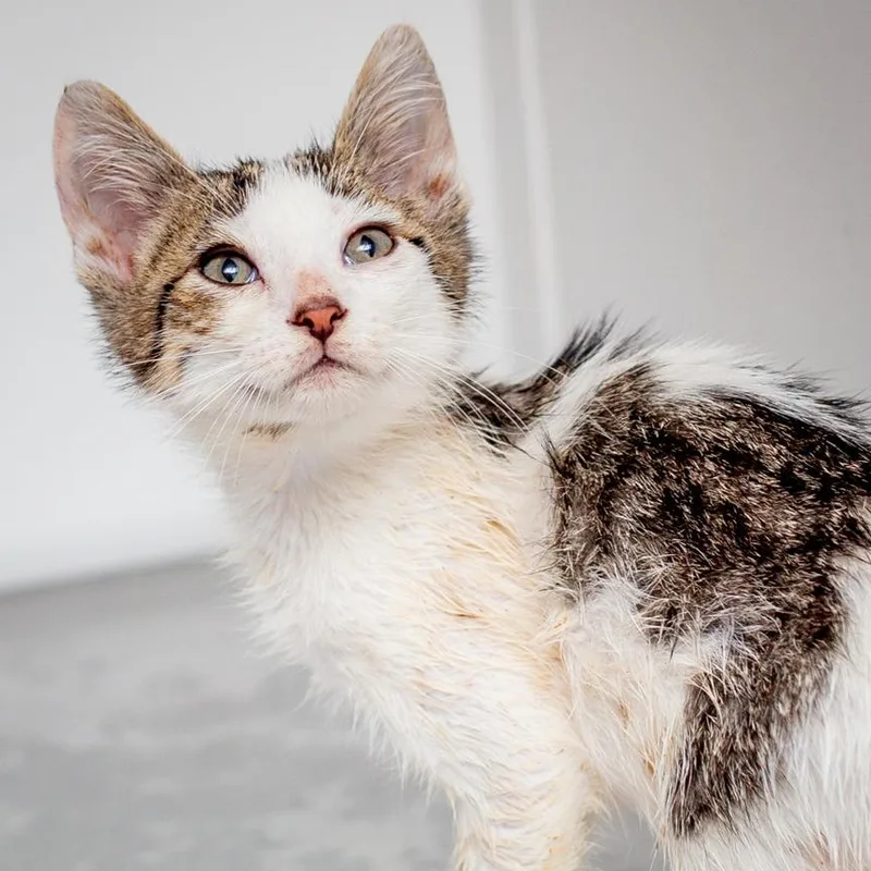 A baby small-sized male White Domestic Short Hair cat named Mercury Pizza for adoption in Hattiesburg, MS