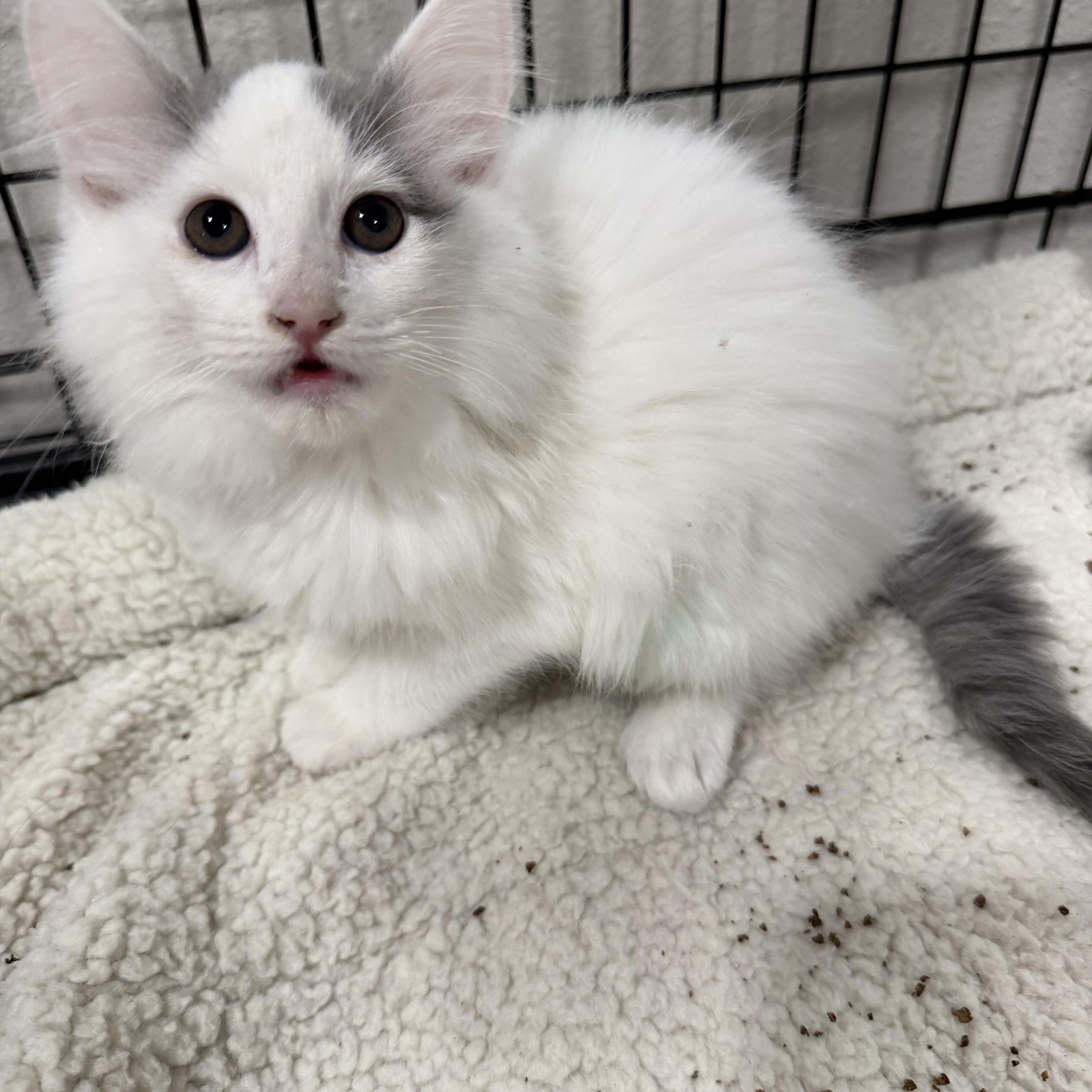 Jamie’s White Fluff thumbnail 2