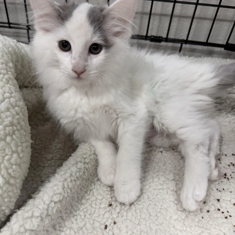 Jamie’s White Fluff thumbnail 3