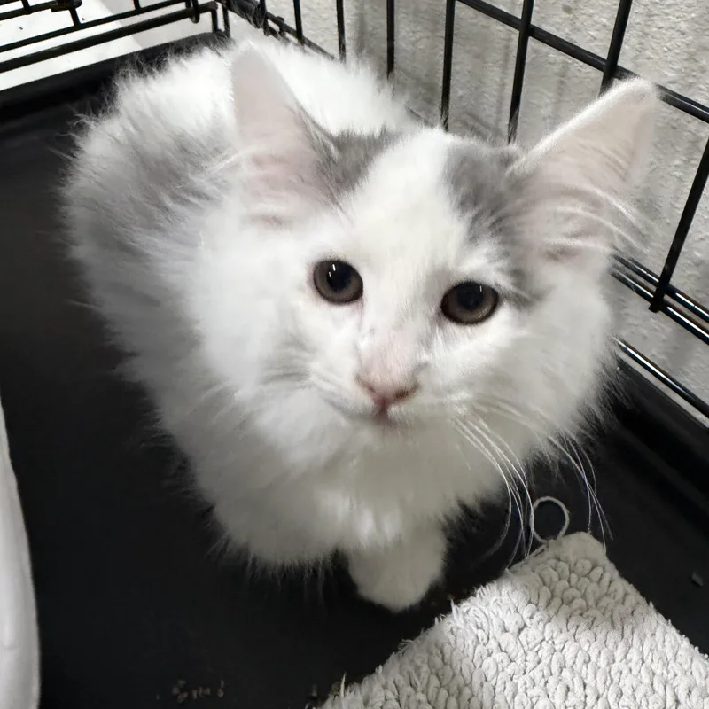 Jamie’s White Fluff thumbnail 4