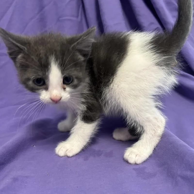 A baby small-sized female Gray / Blue / Silver Domestic Short Hair cat named Echo for adoption in Point Richmond, CA