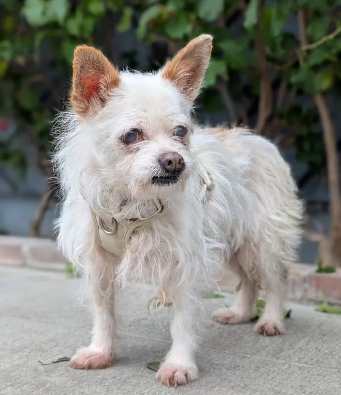 An adult small-sized female White / Cream Terrier dog named Muffin for adoption in Los Angeles, CA