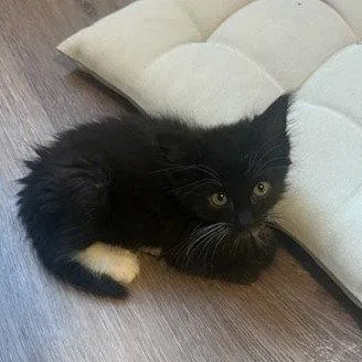 A baby small-sized male Black & White / Tuxedo Domestic Medium Hair cat named Ganon for adoption in Woodland, CA