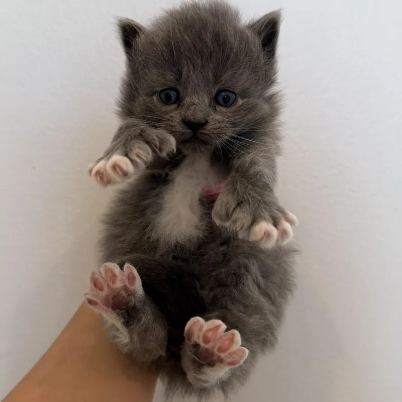 A baby medium-sized female Gray / Blue / Silver Domestic Long Hair cat named Posh for adoption in Chattanooga, TN