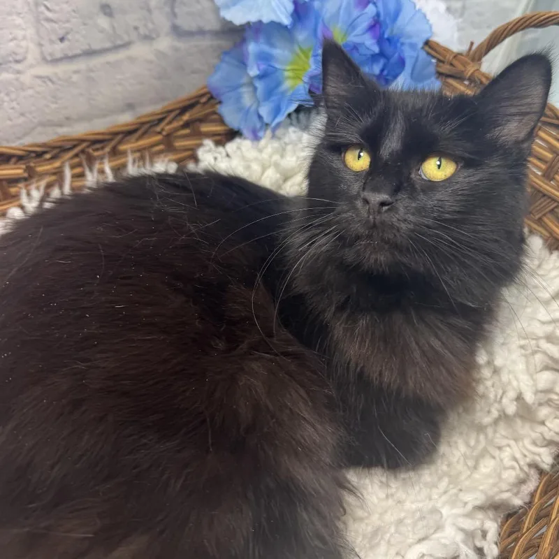 A young medium-sized female Black Domestic Medium Hair cat named Sydelle for adoption in Harrisonburg, VA