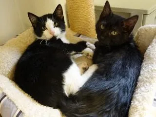 A young medium-sized male Black Domestic Short Hair cat named Spencer for adoption in Anaconda, MT