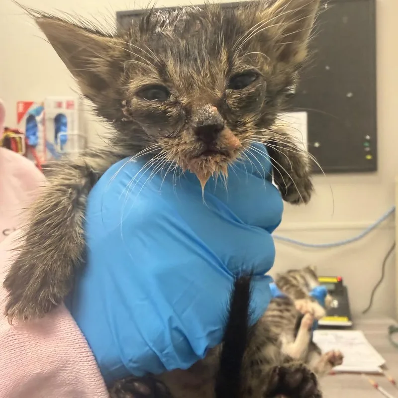 A baby small-sized male Brown / Chocolate Domestic Short Hair cat named Charmander for adoption in Columbiana, AL