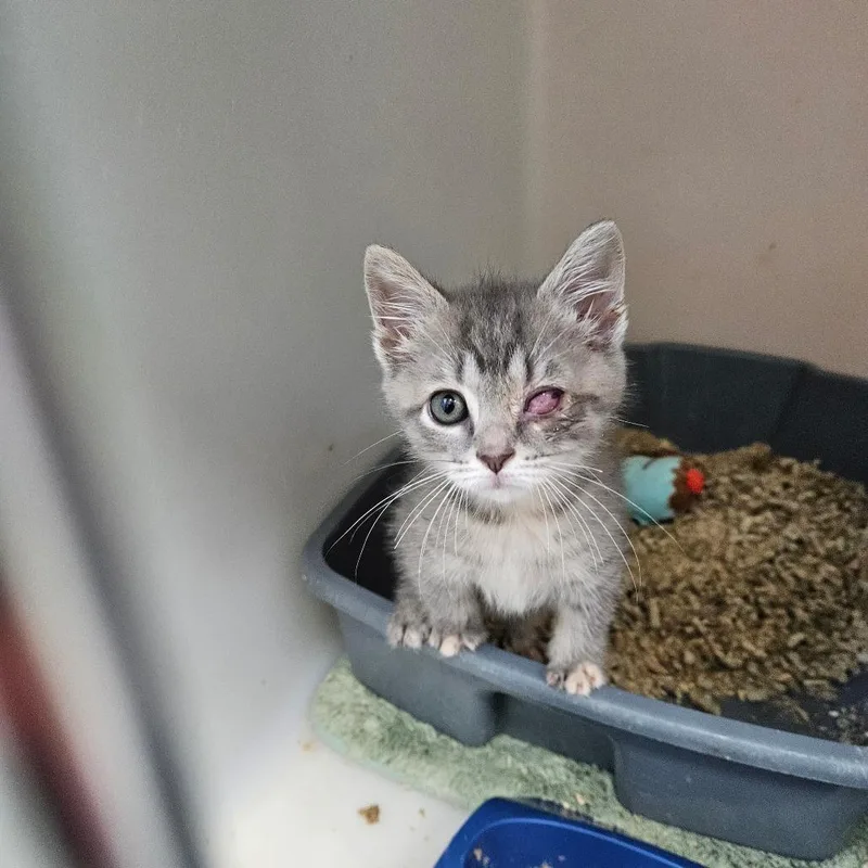 A baby small-sized female Gray / Blue / Silver Domestic Short Hair cat named Candy Shop for adoption in Pasadena , MD