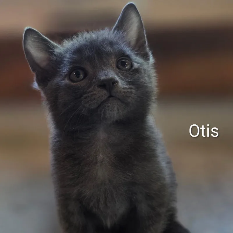 A baby small-sized male Gray / Blue / Silver Domestic Short Hair cat named Otis for adoption in Booneville, AR