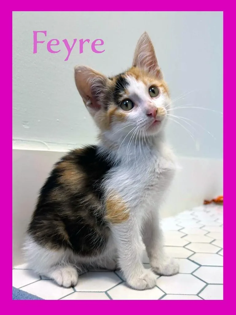 A baby medium-sized female Domestic Short Hair cat named Feyre for adoption in Hoover , AL