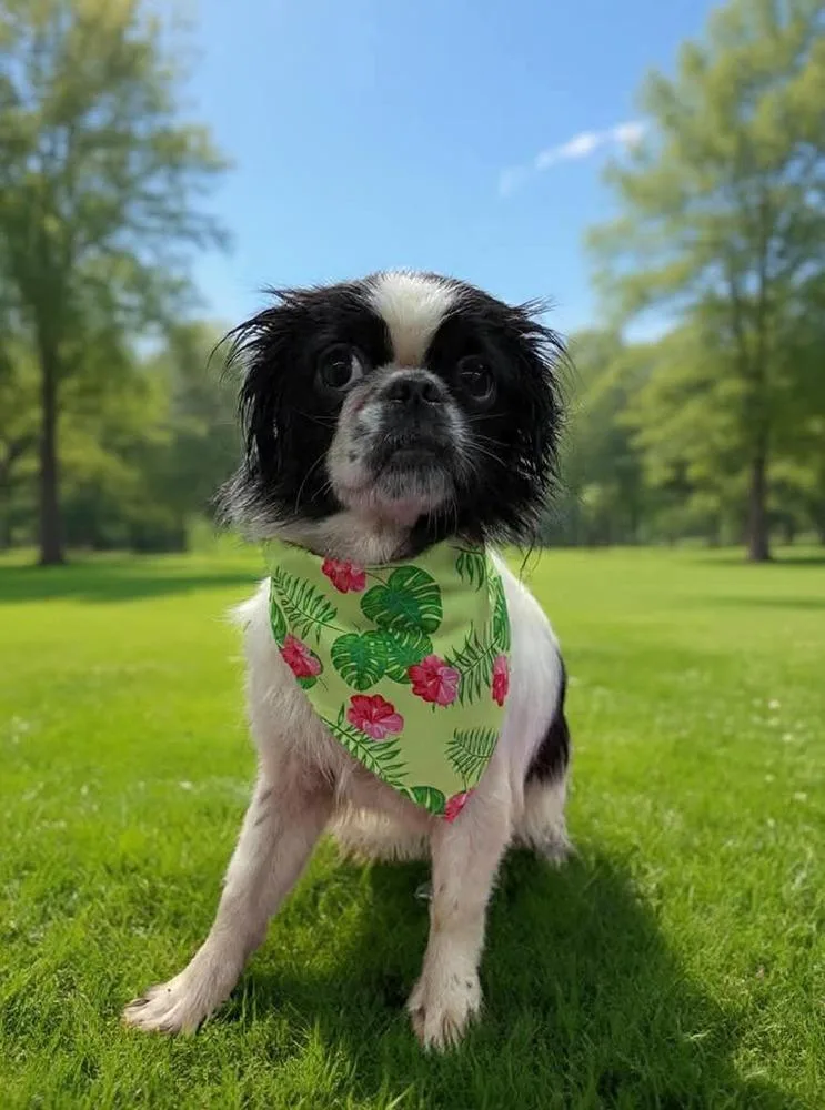 An adult small-sized female Tricolor (Brown, Black, & White) Japanese Chin dog named Minnie for adoption in Middletown, CT