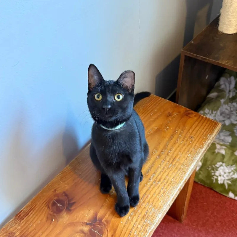 A baby medium-sized female Black Domestic Short Hair cat named Cheer for adoption in Los Angeles, CA