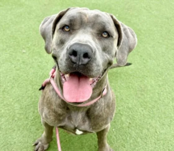 An adult extra large-sized female Cane Corso dog named Wrink for adoption in Los Angeles, CA