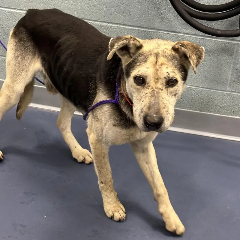 A senior medium-sized male Brown / Chocolate Mixed Breed dog named King Lu for adoption in Greensboro, NC