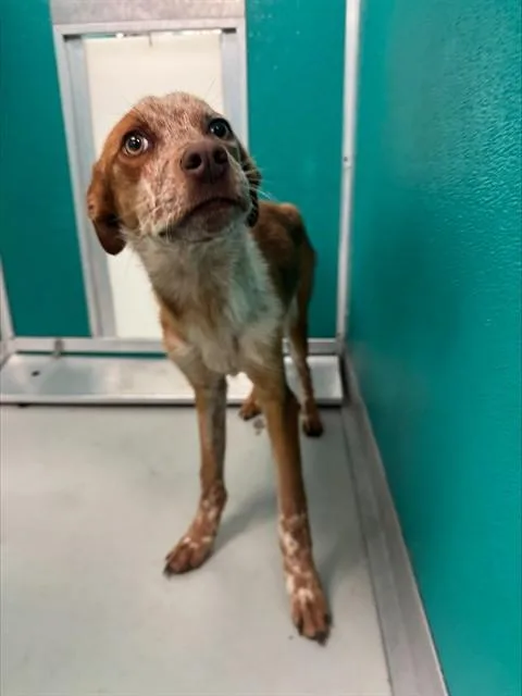 A young medium-sized male Hound dog named A for adoption in Oklahoma City, OK