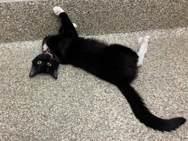 A young small-sized female Domestic Short Hair cat named Sue for adoption in Colorado Springs, CO