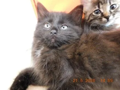 A baby small-sized male Norwegian Forest Cat cat named Dot for adoption in North Richland Hills, TX