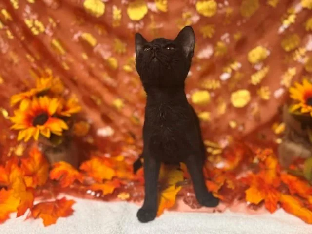 A baby small-sized female Domestic Short Hair cat named Wobbles for adoption in Fairfield, CA