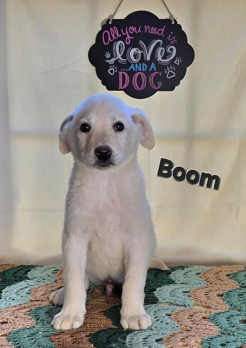 A baby medium-sized male Yellow / Tan / Blond / Fawn Golden Retriever dog named Boom for adoption in Watertown, CT