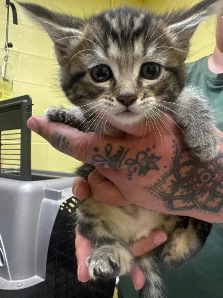 A baby small-sized male Domestic Short Hair cat named Espresso for adoption in Crossville, TN
