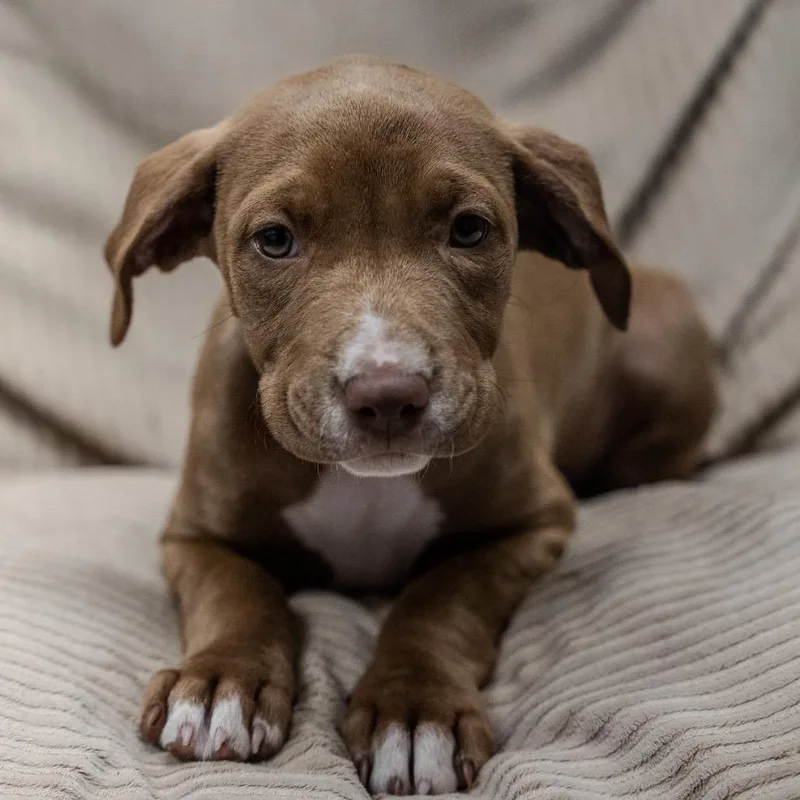 A baby medium-sized female Brown / Chocolate Labrador Retriever dog named Pearl for adoption in Pawling, NY