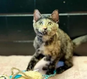 A baby small-sized female Domestic Short Hair cat named Whitney for adoption in Effingham, IL