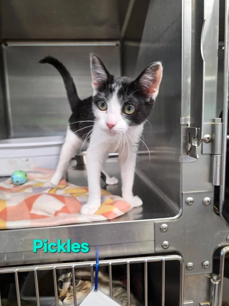 Pickles