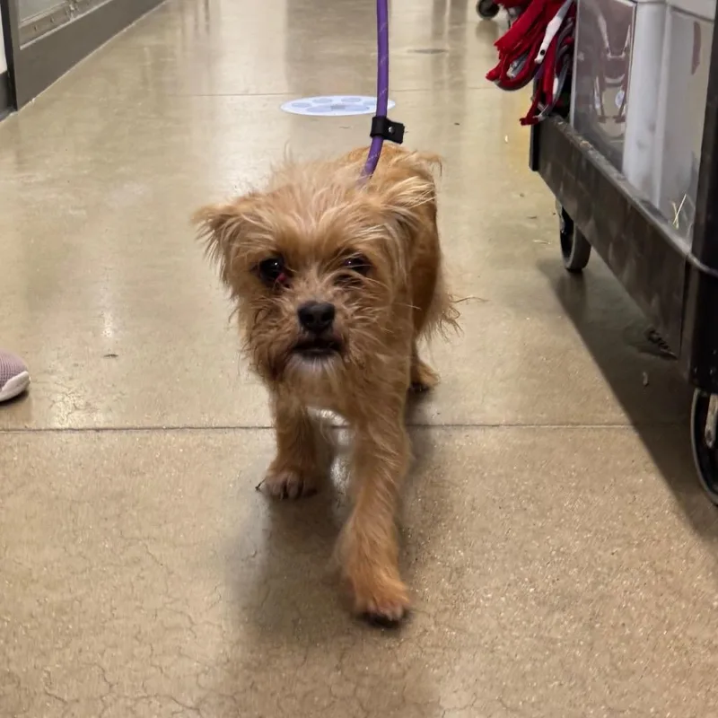 An adult small-sized female Mixed Breed dog named YORKStray for adoption in York, PA