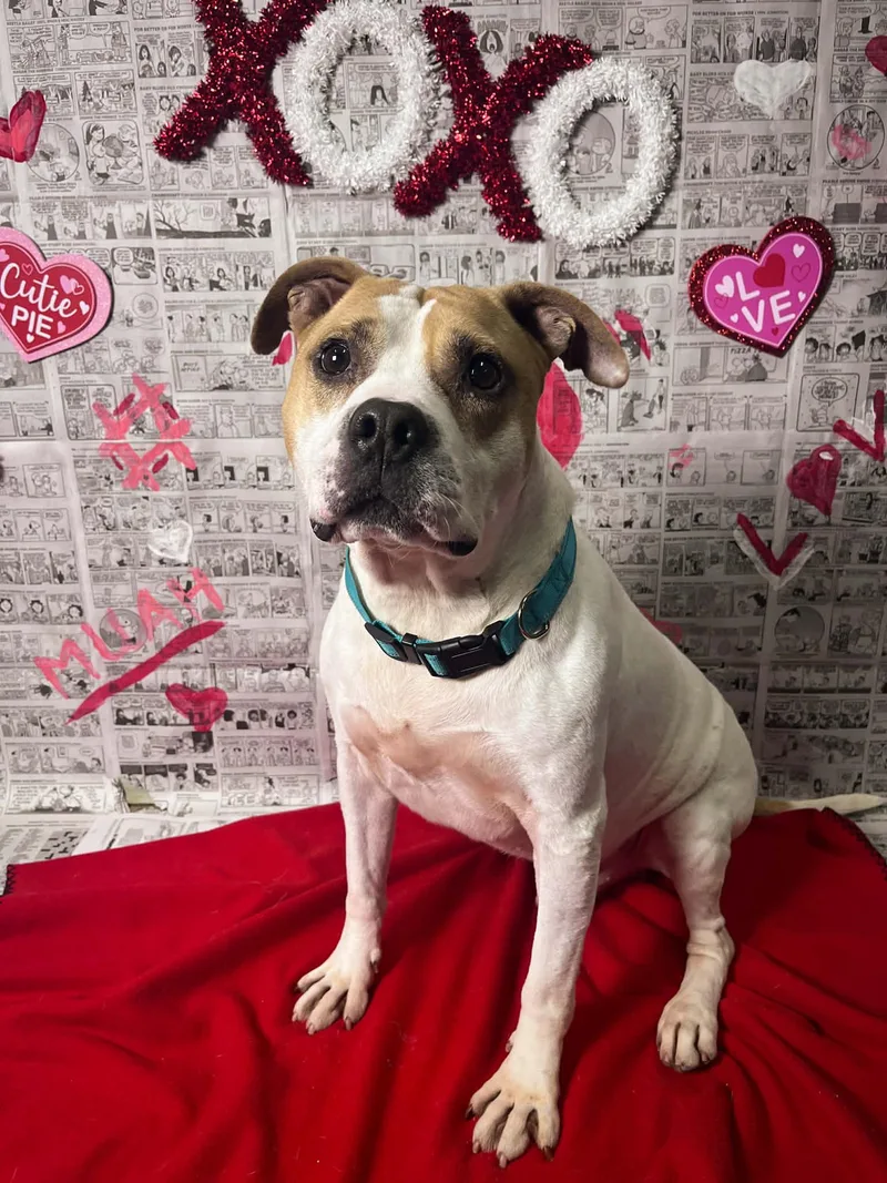 A senior medium-sized male Bulldog dog named Quasimodo for adoption in Martinsville, IN