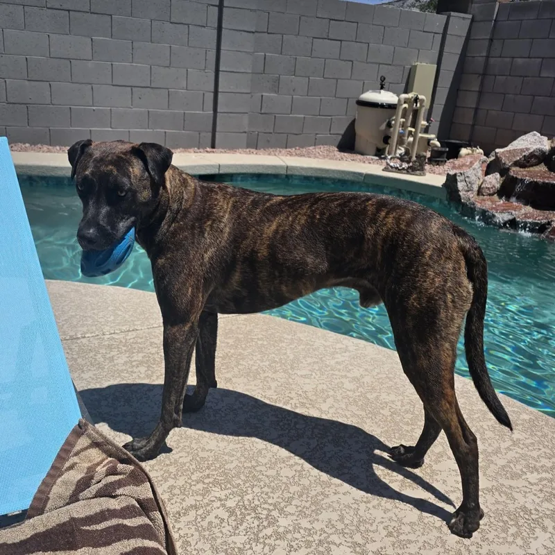 An adult large-sized male Brindle Mixed Breed dog named Bronco Courtesy Listed for adoption in Midland, MI