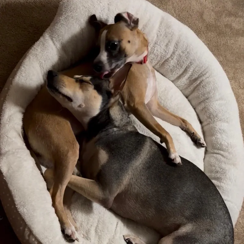 An adult small-sized female Chihuahua dog named Victoria for adoption in New York, NY