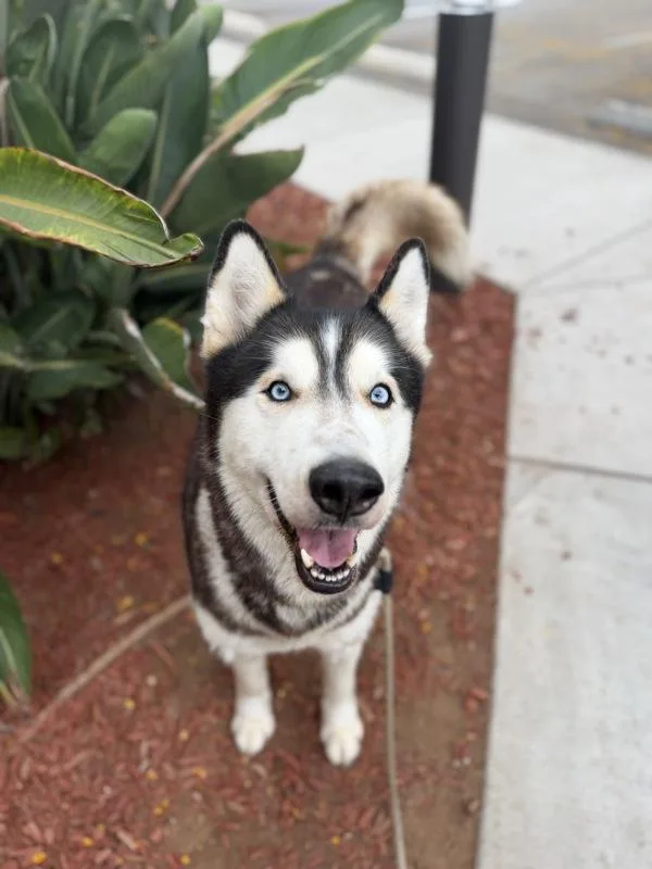 An adult large-sized male Siberian Husky dog named Agouti for adoption in San Diego, CA