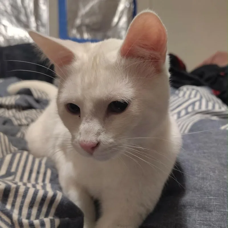 A young small-sized male White Domestic Short Hair cat named Dot for adoption in Layton, UT