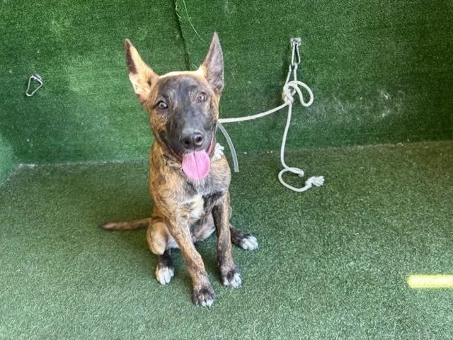 A baby medium-sized female Dutch Shepherd dog named A for adoption in Lancaster, CA