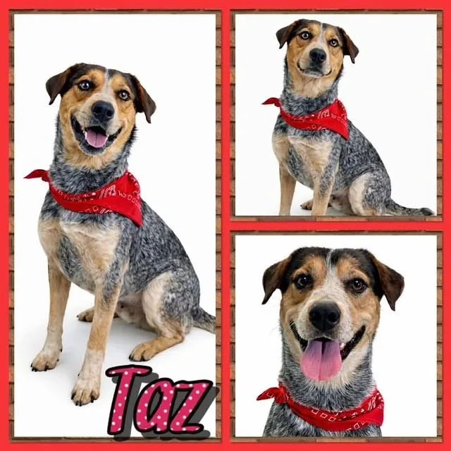 An adult medium-sized male Merle (Blue) Australian Cattle Dog / Blue Heeler dog named Taz for adoption in Watauga, TX