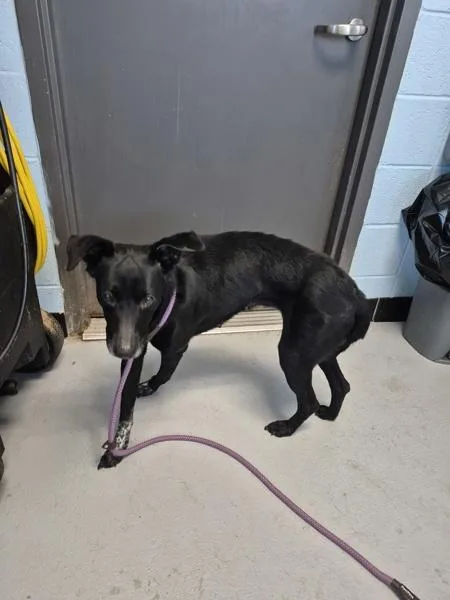 An adult medium-sized female Labrador Retriever dog named Pen for adoption in Lawrenceville, GA