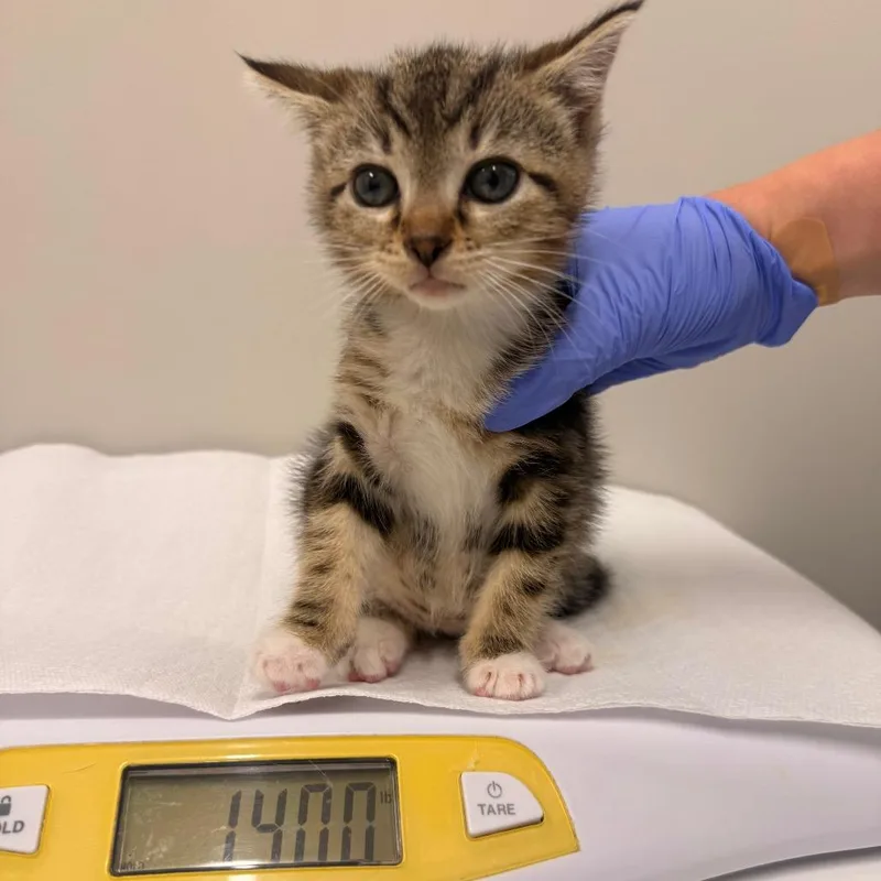 A baby small-sized female Gray / Blue / Silver Domestic Short Hair cat named Tulip for adoption in Chattanooga, TN