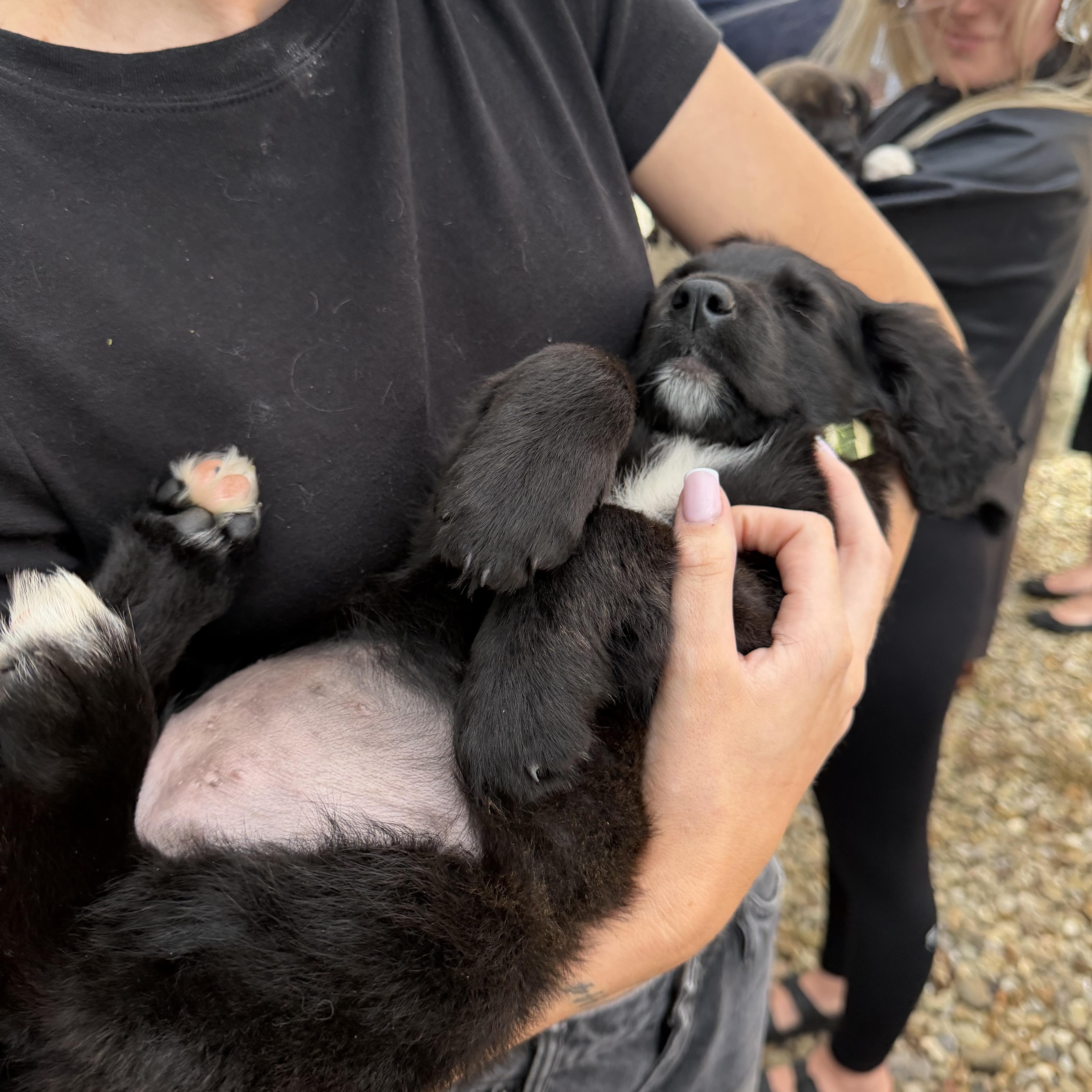 A baby medium-sized female Black Mixed Breed dog named Cove for adoption in Seville, OH