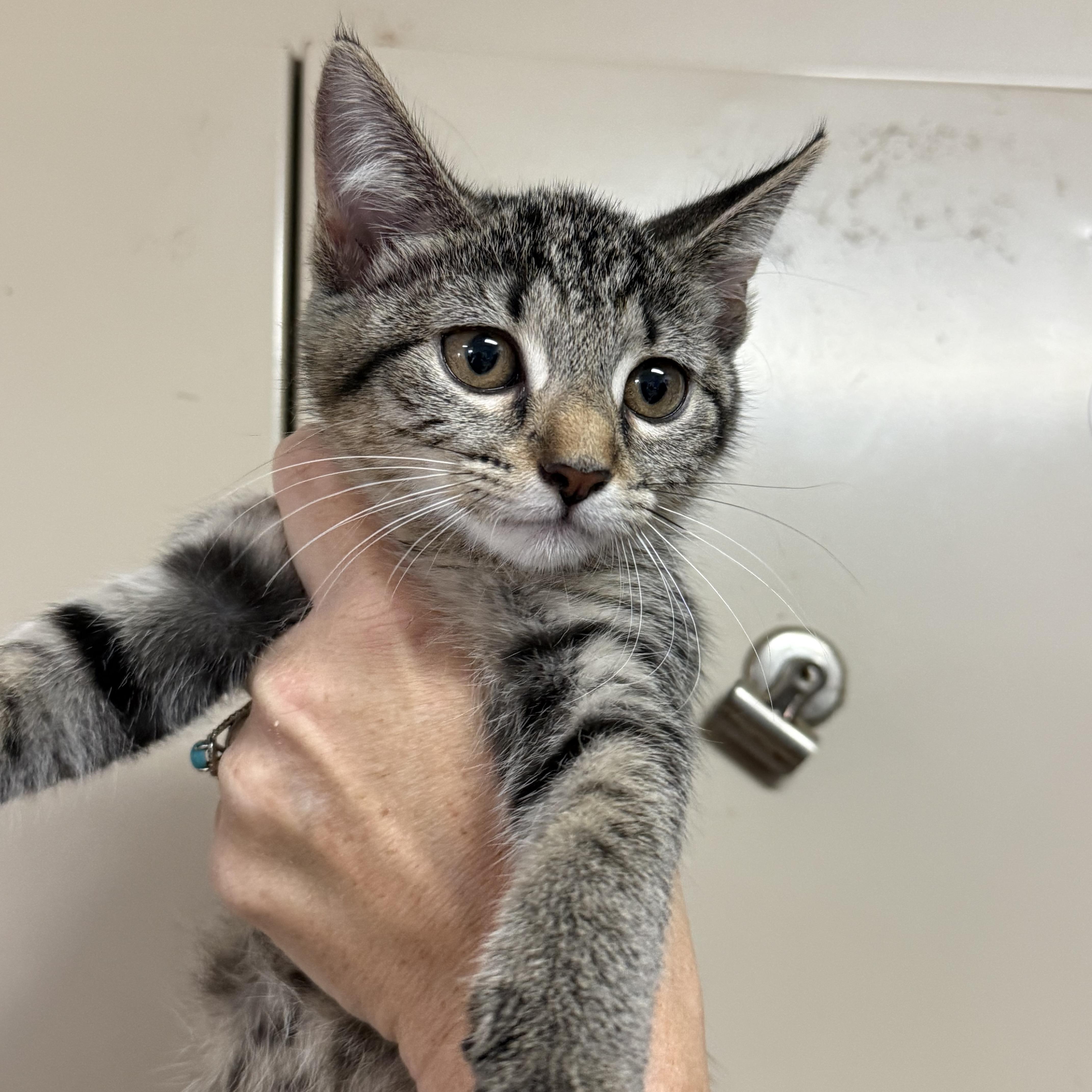 A baby medium-sized female Tabby cat named Orange Kiss for adoption in Columbia, SC