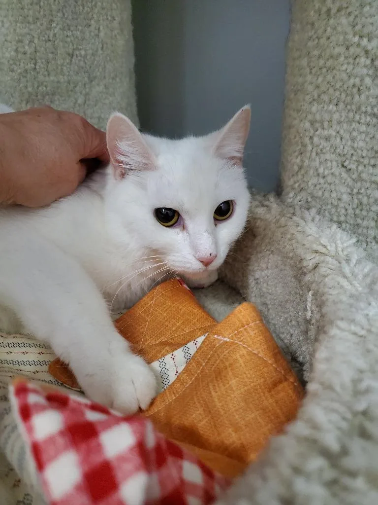 An adult medium-sized female Domestic Short Hair cat named Clover for adoption in Rockford, IL