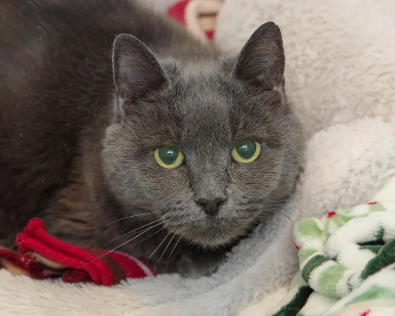 Gracie & Baby thumbnail 3