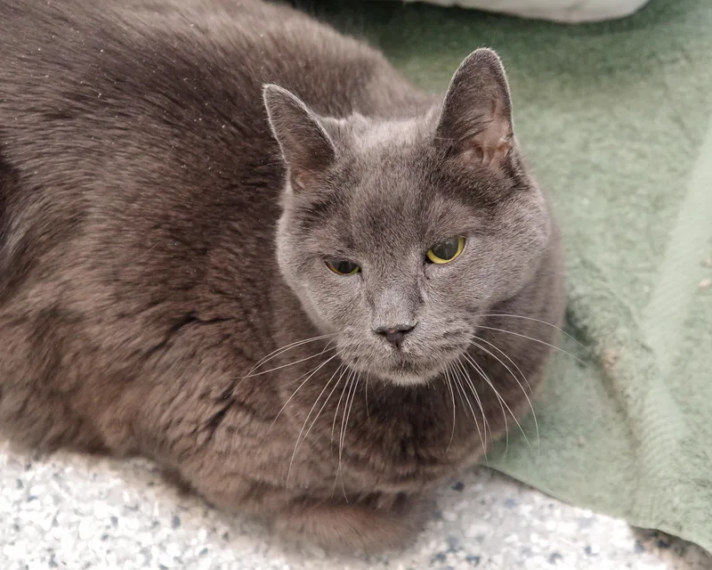 Gracie & Baby thumbnail 5