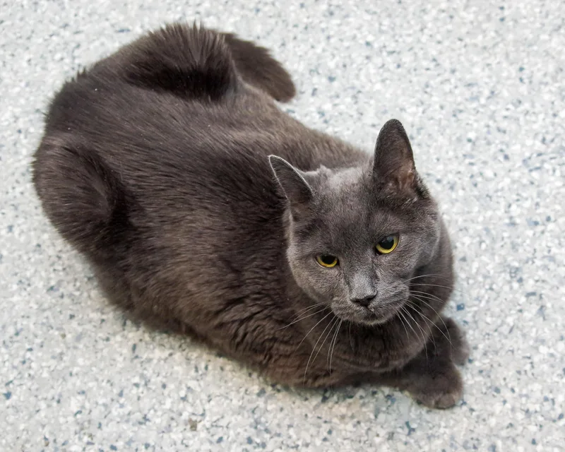 Gracie & Baby thumbnail 6