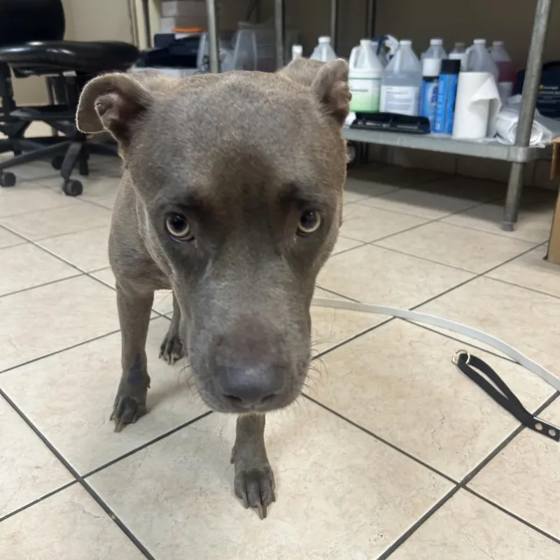 An adult medium-sized female Gray / Blue / Silver Terrier dog named Joanna for adoption in Birmingham, AL