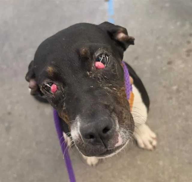 A baby medium-sized male Hound dog named Squints for adoption in Tucson, AZ