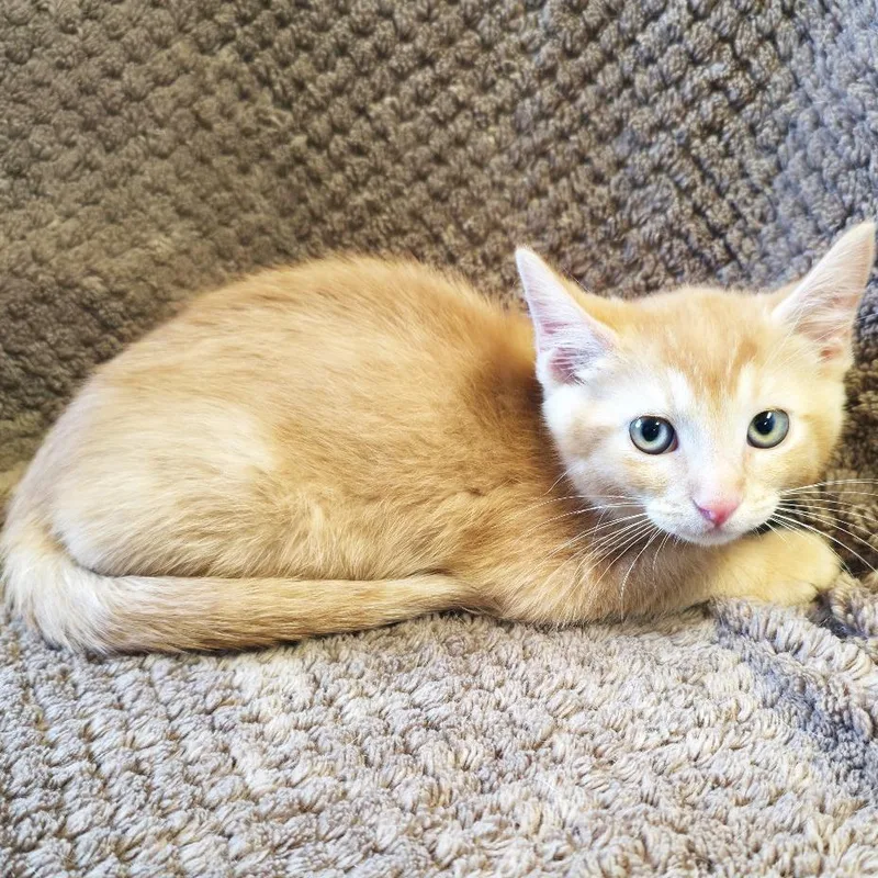 A baby small-sized male Orange / Red Domestic Short Hair cat named Deep Dish for adoption in Mount Juliet, TN