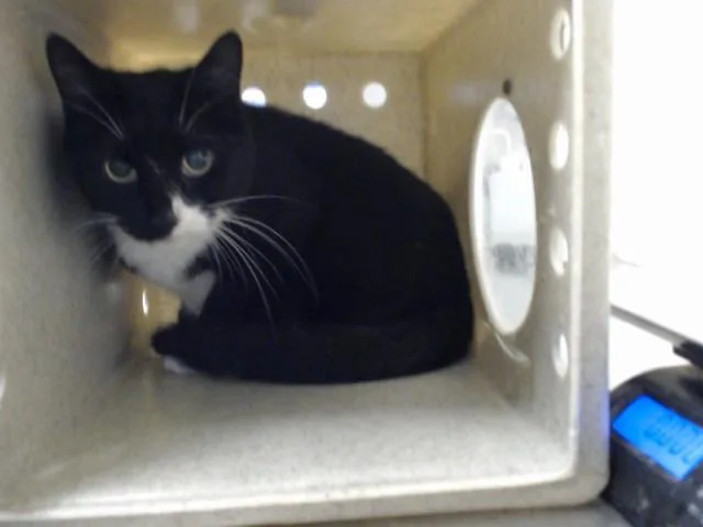 An adult large-sized male Domestic Short Hair cat named A for adoption in Fayetteville, NC