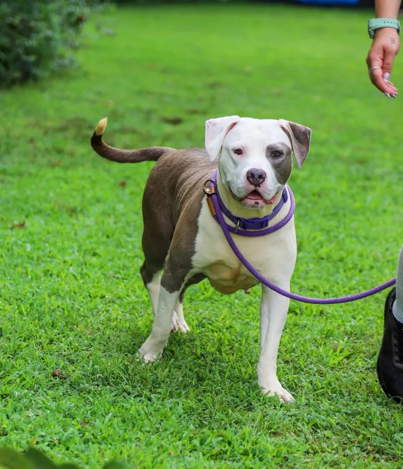 An adult large-sized female Gray / Blue / Silver American Staffordshire Terrier dog named Venus for adoption in Saluda, VA