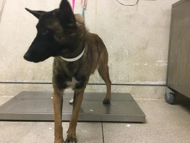 An adult medium-sized female Belgian Shepherd / Malinois dog named Eevee for adoption in Riverside, CA