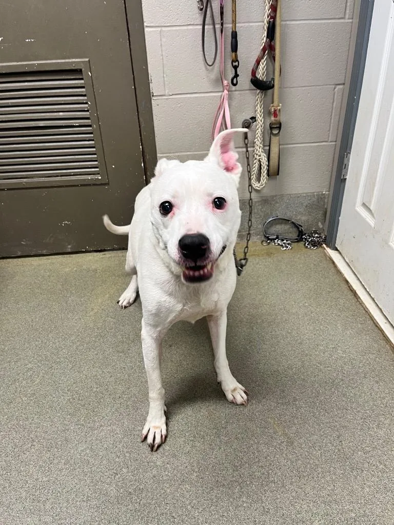 A senior large-sized male Pit Bull Terrier dog named Frosty for adoption in Hopkinsville, KY